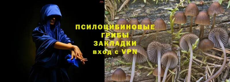 как найти закладки  Данков  Галлюциногенные грибы Cubensis 